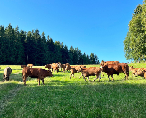 Kühe am Wittinghof