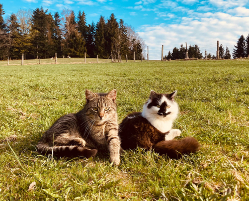 Katzen, Tiere am Urlaubsbauernhof