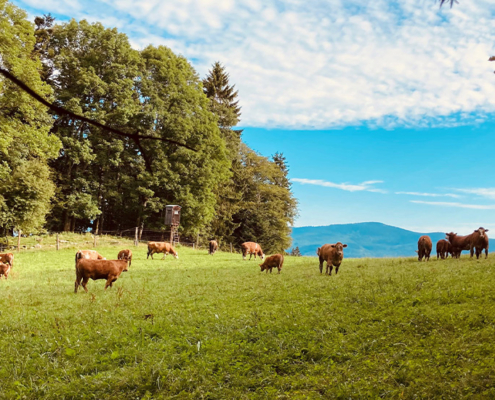 Kühe, biologische Landwirtschaft, Ferien am Bauernhof